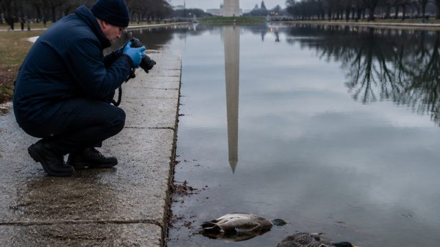 Mystery Surrounds Dead Ducks at Iconic Reflecting Pool