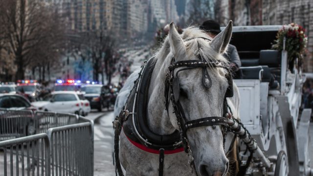 Calls for Ban on Horse-Drawn Carriages in NYC Following Tragic Incident | best video slots casino on