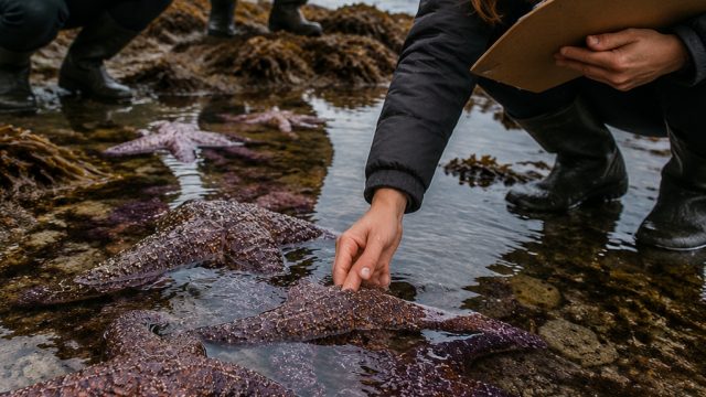 Urgent Legal Action Demands Protection for Sunflower Sea Stars | joker123 depo 25, a sloths guide to