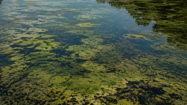 The Algae Dilemma: Why Protecting the Lincoln Memorial Reflecting Pool Matters Now