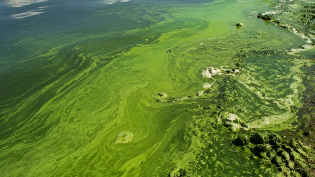 The Growing Environmental Crisis: Algae Growth and Its Implications | bocoran admin slot harmonibet,
